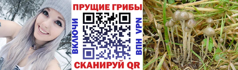 Галлюциногенные грибы мицелий  Ленск 